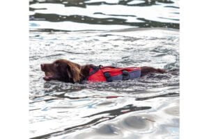 beste 5 honden sup accessoires