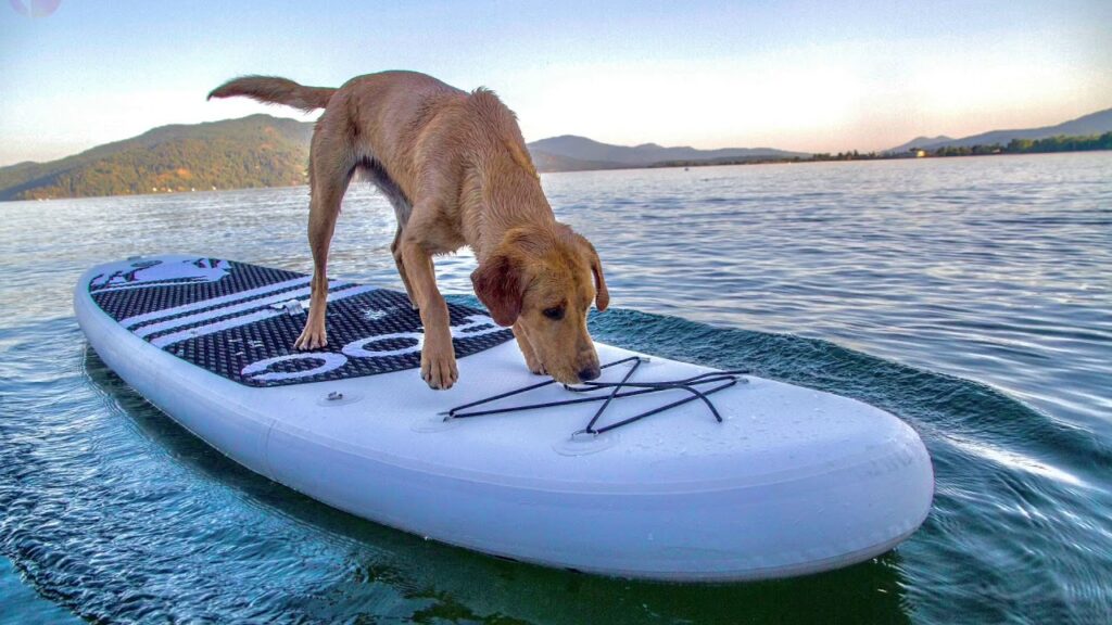 mat voor hond op sup board