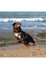 red paddle honden zwemvest strand