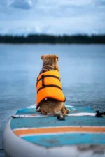 Hond zit op Moai 10'6 SUP‑board op het water